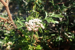 Daucus carota hispanicus