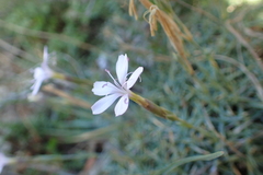 Dianthus pyrenaicus attenuatus