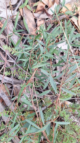 sweet apple-berry (Billardiera cymosa)