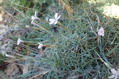 Dianthus pyrenaicus attenuatus
