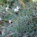 Dianthus pyrenaicus attenuatus - Photo (c) guillaume_papuga, algunos derechos reservados (CC BY-NC), subido por guillaume_papuga