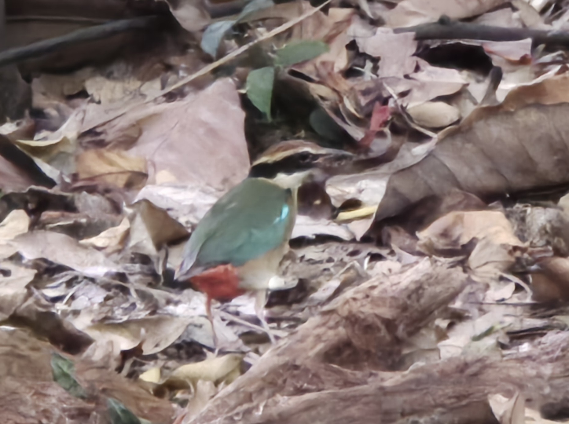 Fairy Pitta (Pitta nympha), photo 2