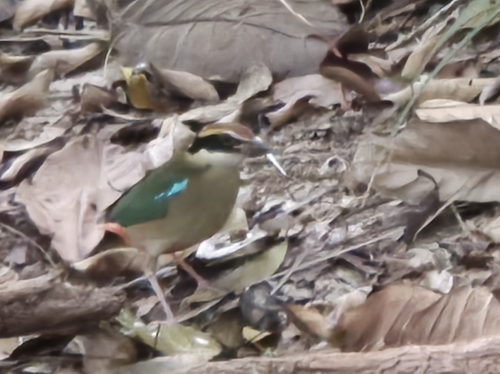 Fairy Pitta (Pitta nympha), photo 7