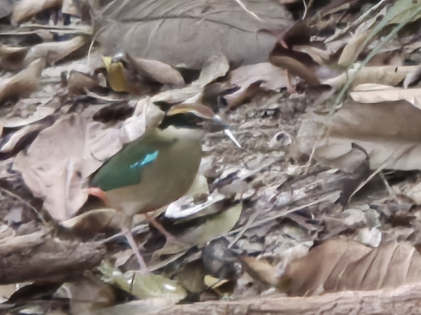Fairy Pitta (Pitta nympha), photo 8