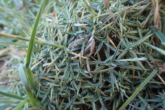 Dianthus pyrenaicus attenuatus