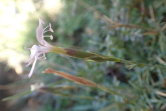 Dianthus pyrenaicus attenuatus