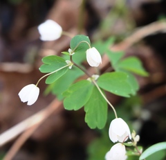 Isopyrum thalictroides