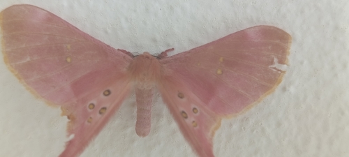 Eudaemonia argus