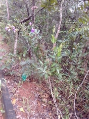 Periandra mediterranea