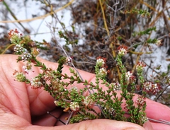 Erica similis