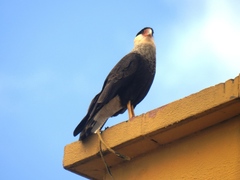 Caracara plancus