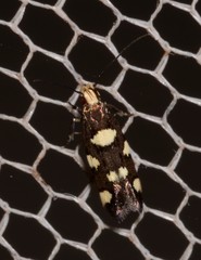 Limnaecia tetraplanetis