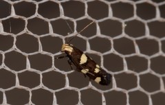 Limnaecia tetraplanetis