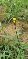 Crotalaria montana