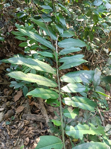 Mabolo (Diospyros blancoi)
