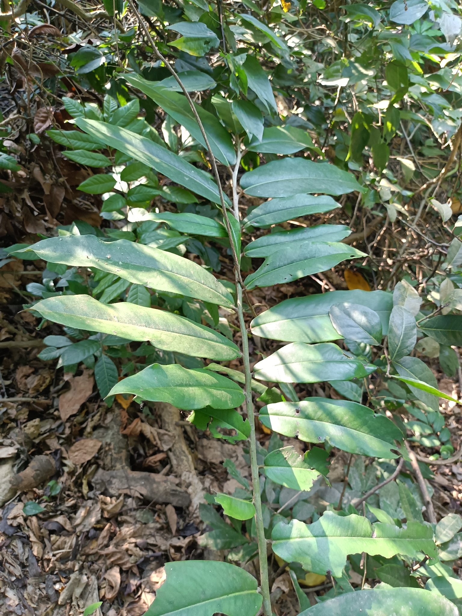 Mabolo (Diospyros blancoi)