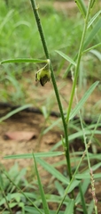 Crotalaria montana