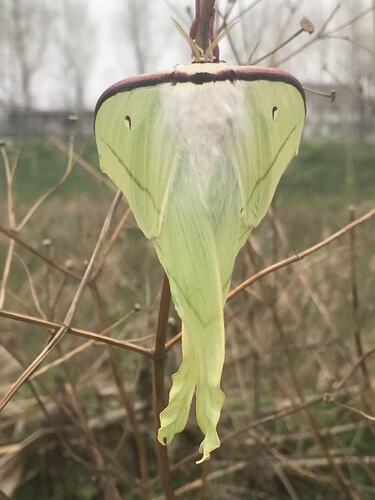 Chinese Moon Moth