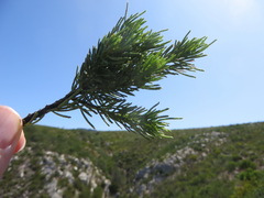 Psoralea vanberkelae