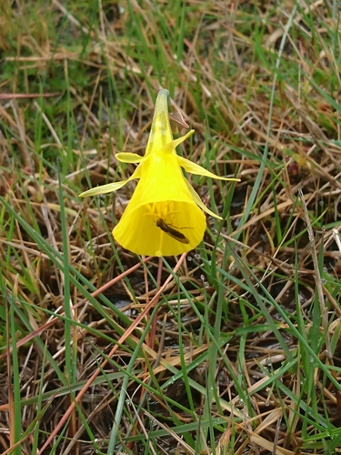 Narcissus bulbocodium