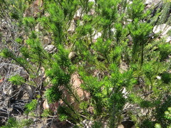 Psoralea vanberkelae