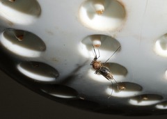 Culex quinquefasciatus