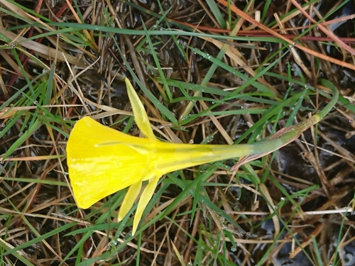 Narcissus bulbocodium