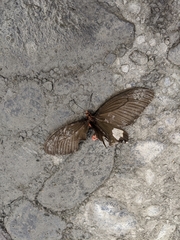 Byasa polyeuctes