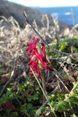 Fumaria capreolata capreolata