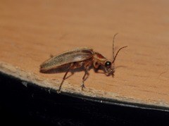 Photurinae