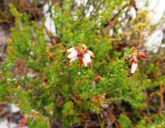 Erica interrupta