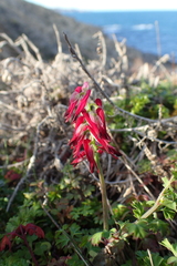 Fumaria capreolata capreolata