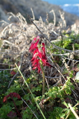 Fumaria capreolata capreolata