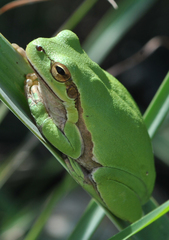 Hyla savignyi