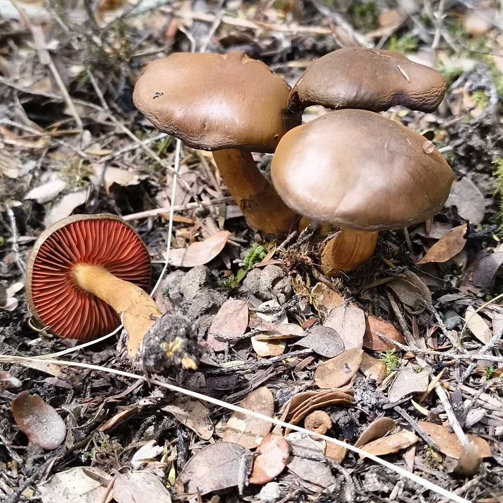 Cortinarius persplendidus · February 2026 · photo: © zedt (iNaturalist, cc-by)