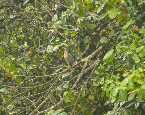 iNaturalist image