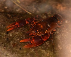 Euastacus australasiensis