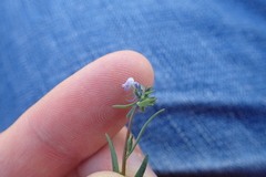 Linaria arvensis