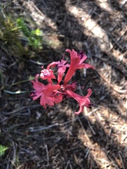 Tritoniopsis pulchra