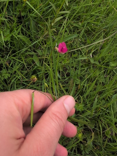 Grass Vetchling (Lathyrus nissolia)