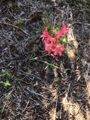 Tritoniopsis pulchra