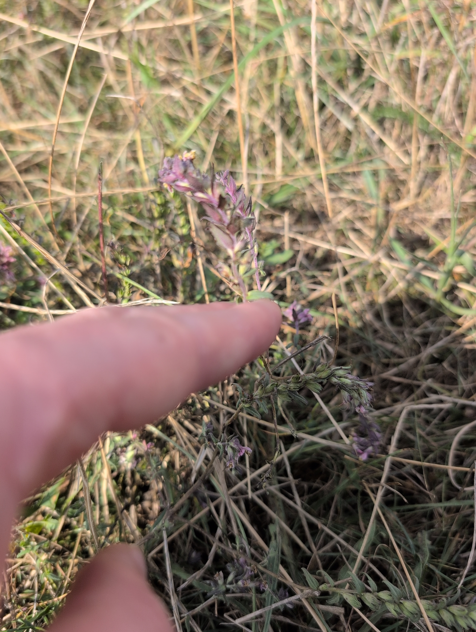 Red Bartsia (Odontites vernus)