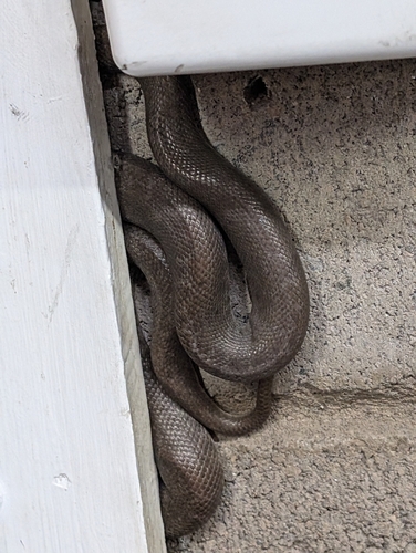 Children's Python