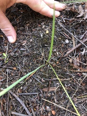 Tritoniopsis pulchra