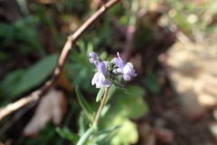 Linaria arvensis