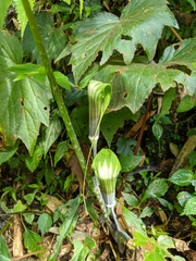 Arisaema formosanum