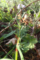 Linaria arvensis