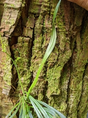 Haplopteris flexuosa