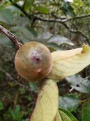 Diospyros hispida
