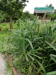 Pandanaceae